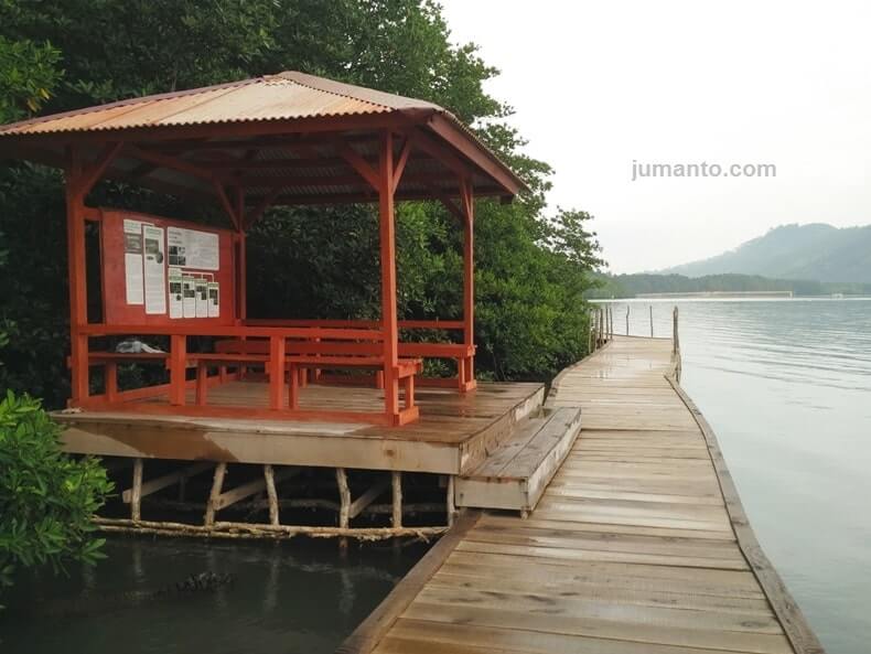 foto hutan bakau lampung dekat pantai dewi mandapa